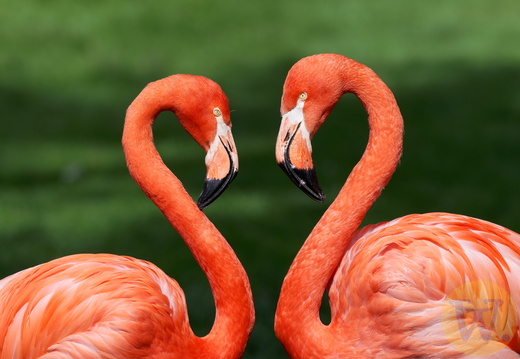 Duett der Flamingos